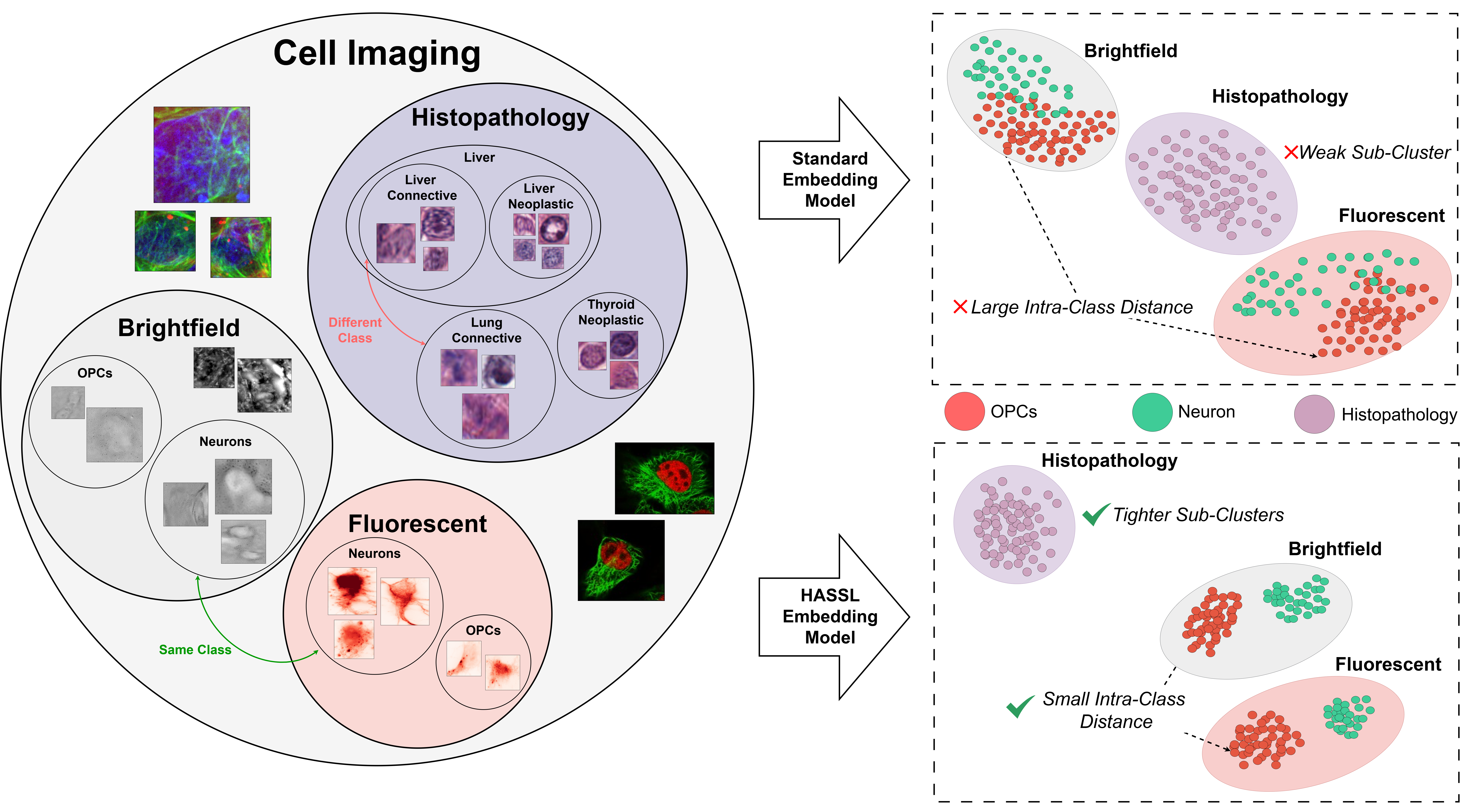 Hierarchy in cell imaging and HASSL embedding objective